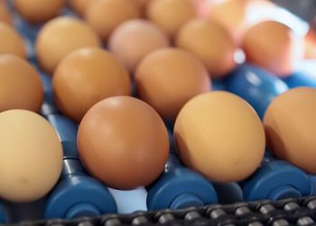 ریا نووستی: روس نے پہلی بار ریاستہائے متحدہ میں چکن کے انڈے ڈالے