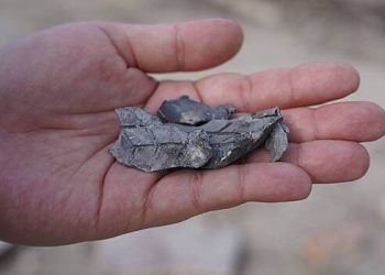 ڈی پی آر میں ، انہوں نے مسلح افواج کے توپ خانے کے بارے میں بات کی